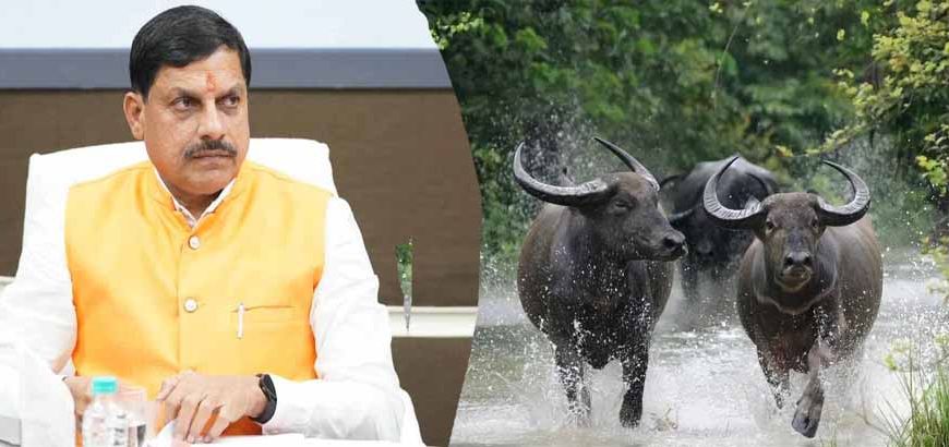 कान्हा में लौटेगी जंगली भैंसे : काजीरंगा से शुरू हो रहा ऐतिहासिक ट्रांसलोकेशन