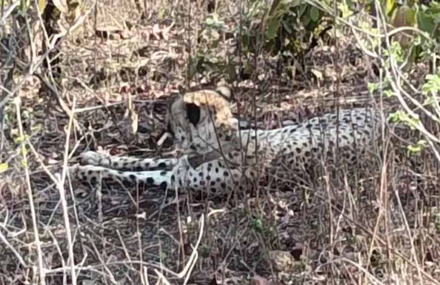 कूनो से निकला चीता KP-3 राजस्थान पहुंचा, झालावाड़ के गांवों में दहशत