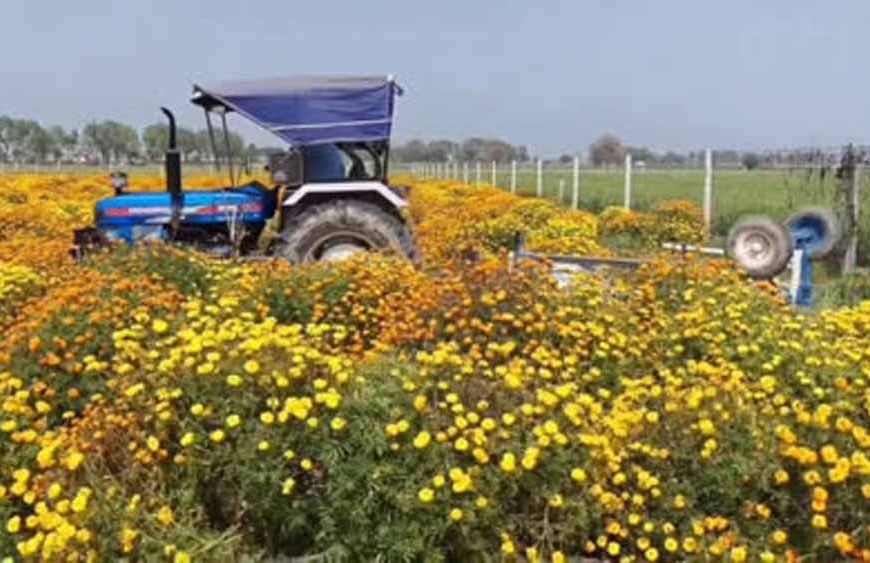 फरीदाबाद में खिले फूल, लेकिन किसान परेशान,गेंदे के दाम ने तोड़ी कमर