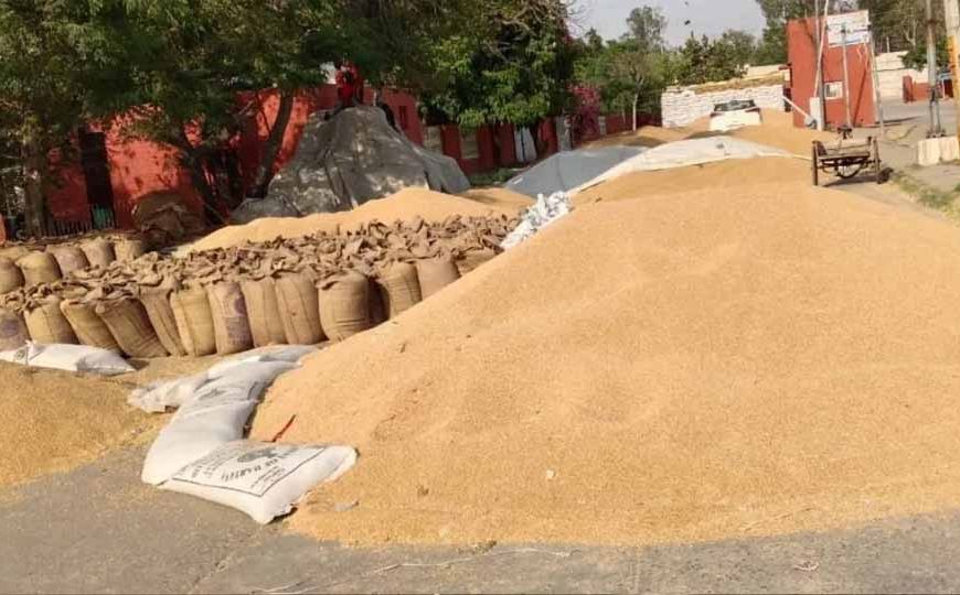 पंजाब में गेहूं खरीद 100 लाख मीट्रिक टन पार, किसानों को ₹21 हजार करोड़ से ज्यादा का भुगतान