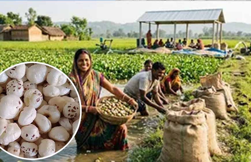 अररिया में मखाना उत्पादन को बढ़ावा, किसानों को 75% तक सब्सिडी देगी सरकार