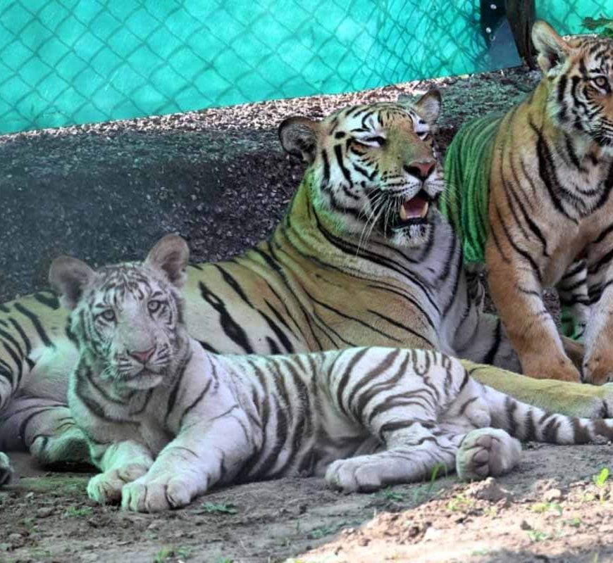 जयपुर के नाहरगढ़ पार्क में शावकों का पहला बर्थडे सेलिब्रेशन