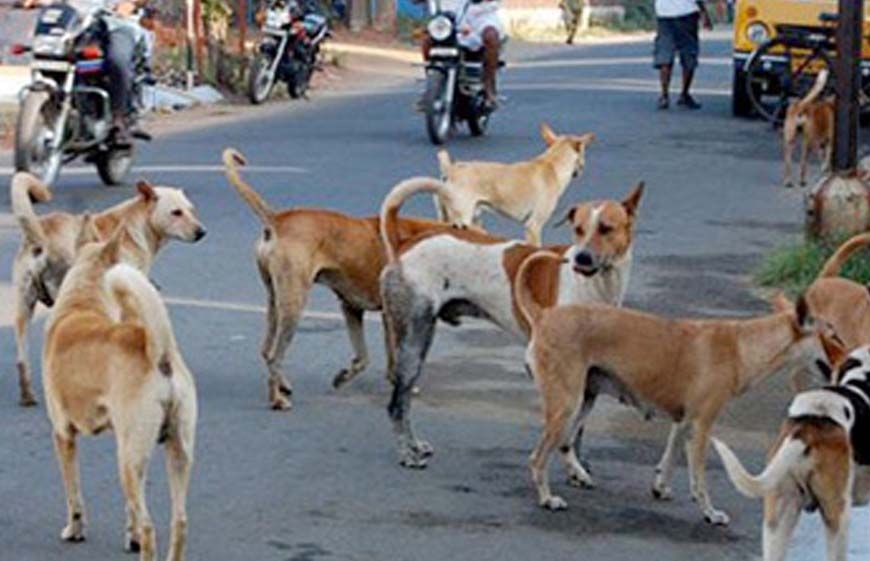 प्रदेश में खूंखार हो रहे स्ट्रीट डॉग्स, जानिए क्यों? एक्सपर्ट बोले: गर्मी में आक्रामक हो जाते हैं; सतना में 3 घंटे में 40 लोगों को काटा
