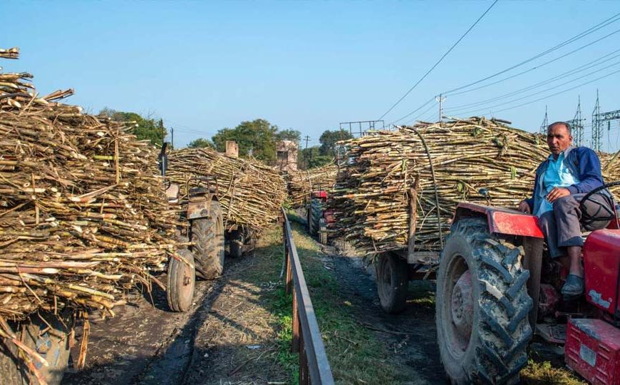 योगी सरकार गन्ना अनुसंधान को देगी रफ्तार, टिशू कल्चर से बेहतर गुणवत्ता के बीज उत्पादन पर फोकस