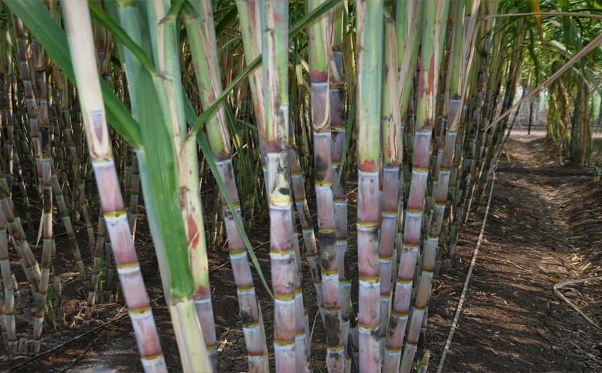 ड्रिप इरीगेशन से गन्ना उत्पादन में 25 प्रतिशत तक बढ़ोतरी, किसानों की बढ़ी आय