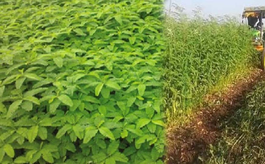 हरी खाद- खेती में बढ़ेगा उत्पादन, मिट्टी की सेहत होगी बेहतर