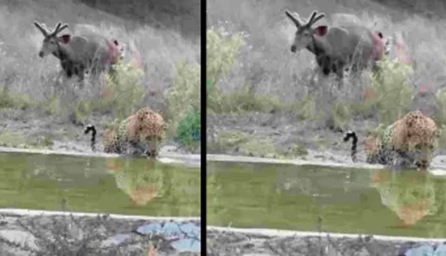 भीषण गर्मी में बदला वन्यजीव गणना का समय, अब चित्तौड़गढ़ में शाम से होगी शुरुआत