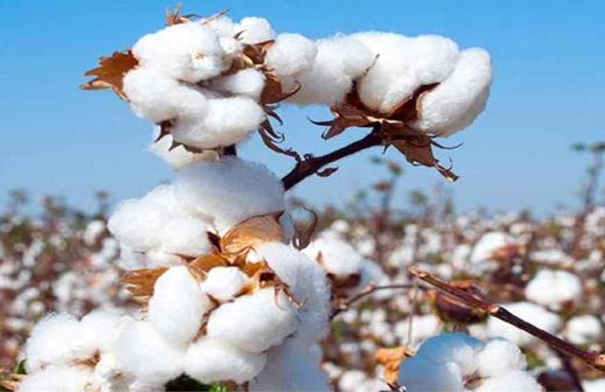 हरियाणा में कपास पर कीटों का हमला, सहमे किसानों ने बाजरा-ग्वार की खेती की ओर किया रुख