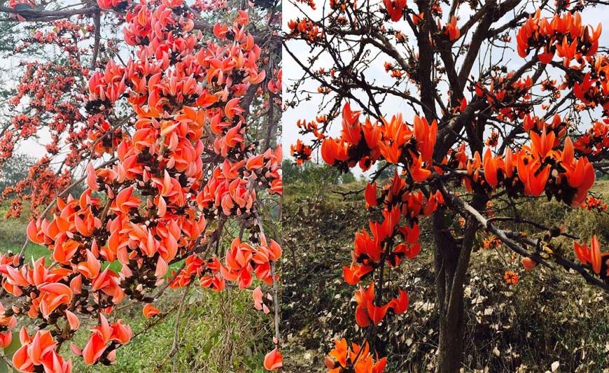 सफलता की कहानी: पलाश फूल से बढ़ती आजीविका और समृद्धि