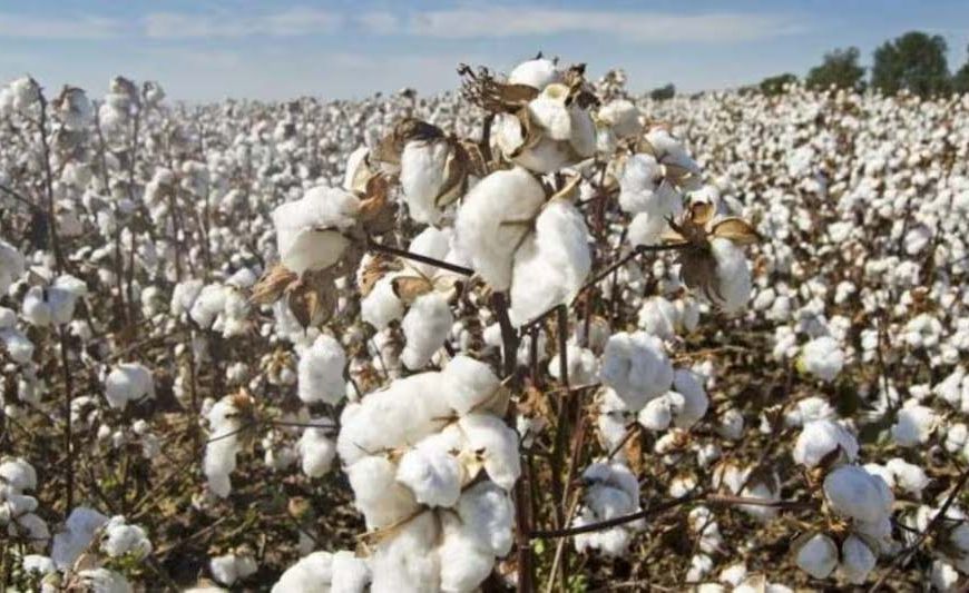 कच्चे माल की कमी से जूझ रही पंजाब की कॉटन इंडस्ट्री, टेक्सटाइल सेक्टर दूसरे राज्यों पर हुआ निर्भर