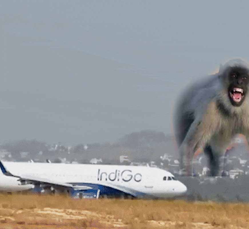 Lucknow एयरपोर्ट पर रनवे पर आया बंदर, रायपुर फ्लाइट की लैंडिंग के वक्त लगा इमरजेंसी ब्रेक