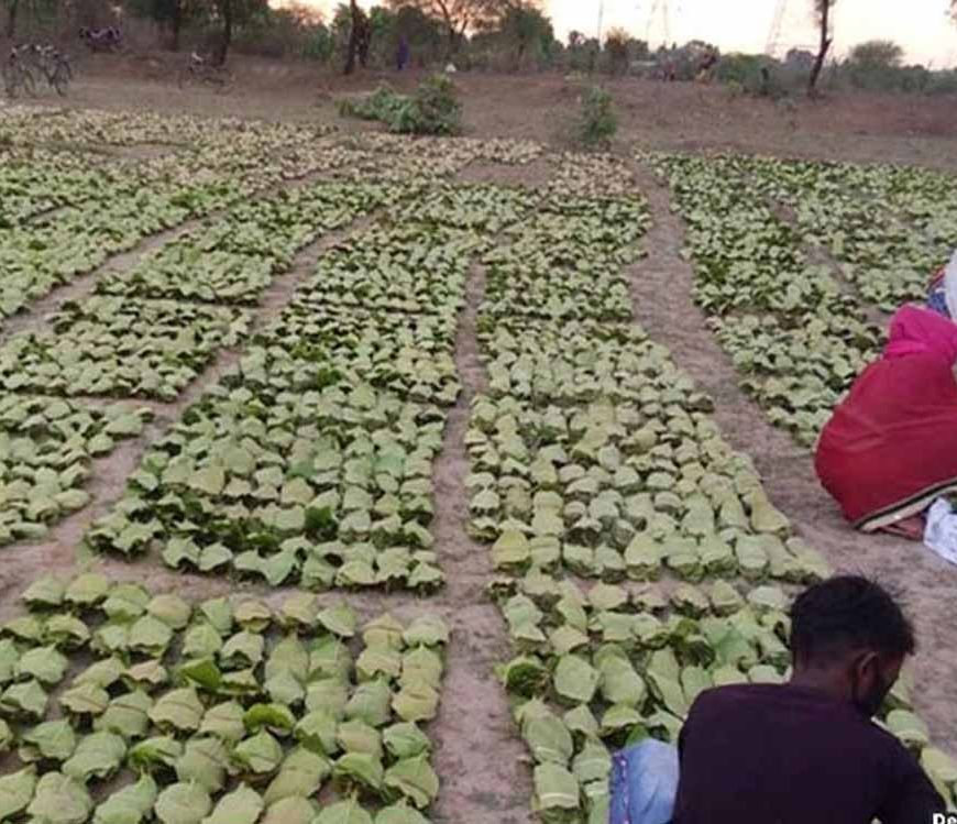 बारिश-ओलों की मार से तेंदूपत्ता खराब, मौसम की मार से संग्रहण भी प्रभावित