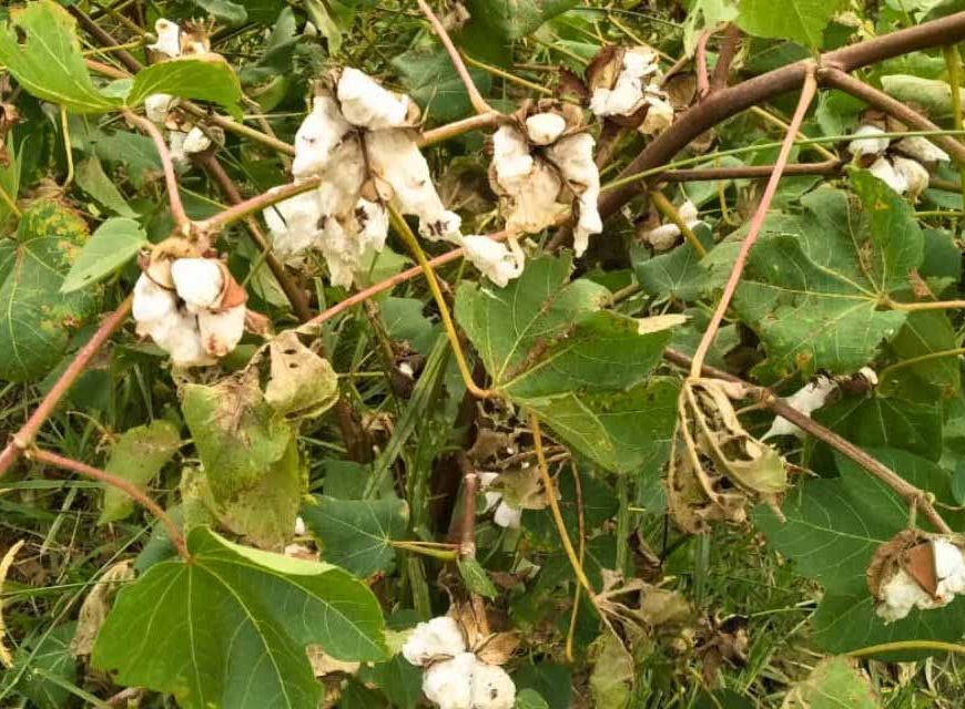 हरियाणा में कपास की खेती से किसान दूर, गुलाबी सुंडी बनी बड़ी वजह