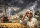 पश्चिमी विक्षोभ का असर: पंजाब में आंधी-ओलावृष्टि से मंडियों में रखा गेहूं भीगा