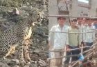 रणथंभौर में दहशत: चीता, बाघ और तेंदुए की मूवमेंट से ग्रामीण डरे