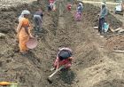जल गंगा संवर्धन अभियान-पुष्पराजगढ़ में ‘जल गंगा संवर्धन अभियान’ से हो रहा है नहर सुदृढ़ीकरण
