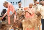 गो सेवा से समृद्धि का मॉडल, यूपी में डेयरी सेक्टर बना ग्रामीण अर्थव्यवस्था का मजबूत आधार