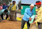 धमतरी का गौरव: विश्व की सबसे बड़ी अनाज भंडारण योजना में बनाया कीर्तिमान,   प्रदेश के कुल चने का 50% अकेले खरीदा