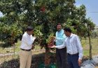लीची से बदलेगी बस्तर की तस्वीर