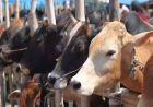 गोमाता के जरिए खेती में ‘जीन क्रांति’ की तैयारी