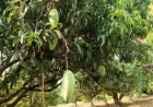 मध्यप्रदेश के आमों की मिठास और विशालकाय नूरजहाँ की विश्व पहचान