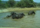कलेसर नेशनल पार्क में भीषण गर्मी के बीच हाथियों की मस्ती, तालाबों में घंटों बिताया समय
