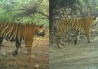 राजस्थान के रणथंभौर में बढ़ा बाघों का संघर्ष, RBT-2504 और RBT-2510 गायब