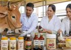 गो संरक्षण विशेष : यूपी की पंचगव्य थेरेपी देगी भारतीय चिकित्सा पद्धति को नई दिशा