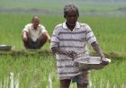 हरियाणा के किसानों को बड़ा तोहफा, धान की सीधी बिजाई पर मिलेंगे 4500 रुपए