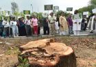 हिसार का 63 करोड़ का डबल लूप इंटरचेंज प्रोजेक्ट अटका, हाईकोर्ट ने पेड़ कटाई पर लगाई रोक