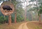 भीषण गर्मी से तप रहा पलामू टाइगर रिजर्व, सूखे जलस्रोत और बढ़ा संकट