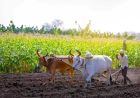 योगी सरकार की किसान हितैषी पहल, अनाज खरीद में रिकॉर्ड भुगतान से जीता भरोसा