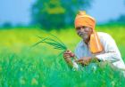 बदलती खेती में नैनो यूरिया और नैनो डीएपी बन रहे किसानों की नई पसंद