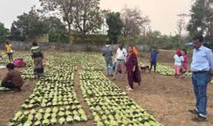 तेंदूपत्ता लक्ष्य पर प्रशासन सख्त: वन अधिकारियों ने फड़ों का किया औचक निरीक्षण