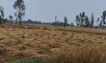 मुक्तसर में आंधी-बारिश का कहर: बिजली गुल, मंडियों में भीगी गेहूं की फसल