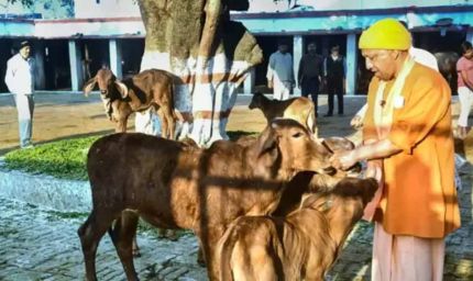 यूपी में गोशालाओं को मिलेगा नया बिजनेस मॉडल, जैविक खेती पर जोर