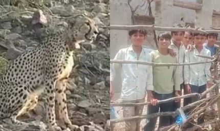 रणथंभौर में दहशत: चीता, बाघ और तेंदुए की मूवमेंट से ग्रामीण डरे
