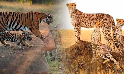 नौरादेही में टाइगर और चीता सुरक्षा के लिए पूर्व सैनिक होंगे जिम्मेदार, वन अपराध पर लगाम