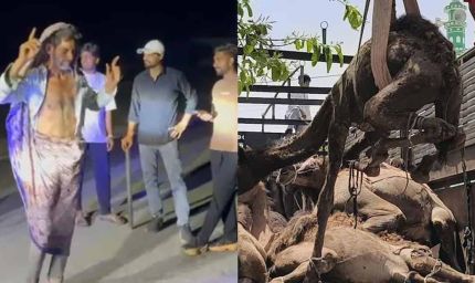 ऊंट तस्करी पर पुलिस और गौरक्षकों की बड़ी कार्रवाई, 21 ऊंट मुक्त और 2 गिरफ्तार