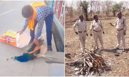 रतलाम में मोर की मौत पर उठे सवाल, बिना पोस्टमार्टम कर दी अंत्येष्टि