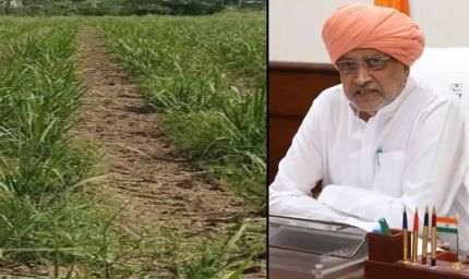 हरियाणा के गन्ना किसानों को बड़ा तोहफा: चौड़ी कतार रोपण पर ₹5000 प्रति एकड़ की सहायता