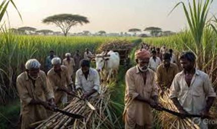 हरियाणा सरकार का बड़ा फैसला, गन्ना किसानों को मिलेगा ₹5000 प्रति एकड़ प्रोत्साहन