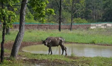 कान्हा में ‘जंगली भैंस’ की वापसी से हो रहा प्रदेश का वन्य वैभव समृद्ध