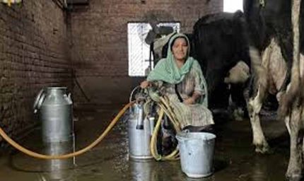 पिपरवार में 300 किसानों और महिला पशुपालकों ने बनाई नई प्रोड्यूसर कंपनी