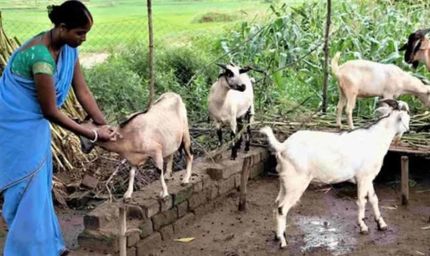 धमतरी का भटगांव बनेगा इनोवेशन हब