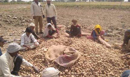 उत्तर प्रदेश में आलू किसानों को राहत की तैयारी: अन्य राज्यों में भेजा जाएगा उत्पादन