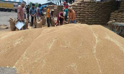 ओमान, यमन, यूएई, कतर, सउदी अरब में मध्यप्रदेश के गेहूँ की बढ़ी साख