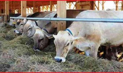 स्वदेशी उन्नत गोवंश से समृद्ध उत्तर प्रदेश बना रही योगी सरकार