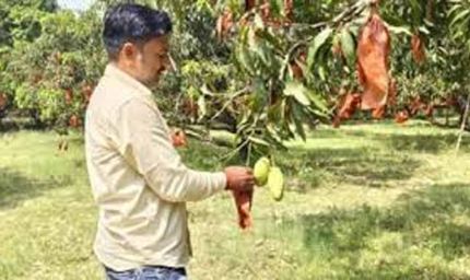 यूपी के आम बागों में बची फसल को बचाने की जद्दोजहद, बैगिंग से बढ़ेगी क्वालिटी और कीमत