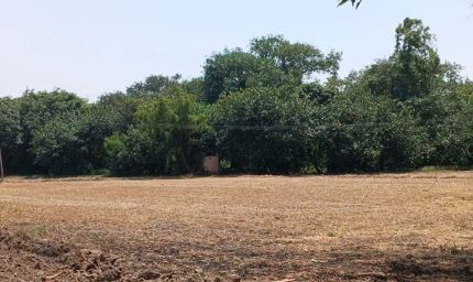 पंजाब का सबसे विशाल पेड़ बना कौतूहल का केंद्र, 300 साल पुरानी जड़ों का आठ एकड़ तक फैला साम्राज्य